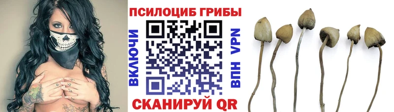 купить   Грязи  Псилоцибиновые грибы мухоморы 